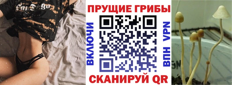 Купить  Пучеж  Галлюциногенные грибы ЛСД 
